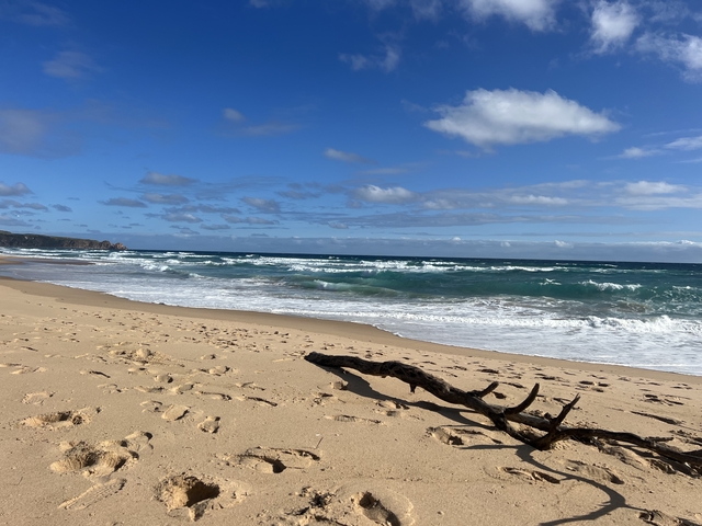       View of an empty sandy beach with a piece of driftwood.
  