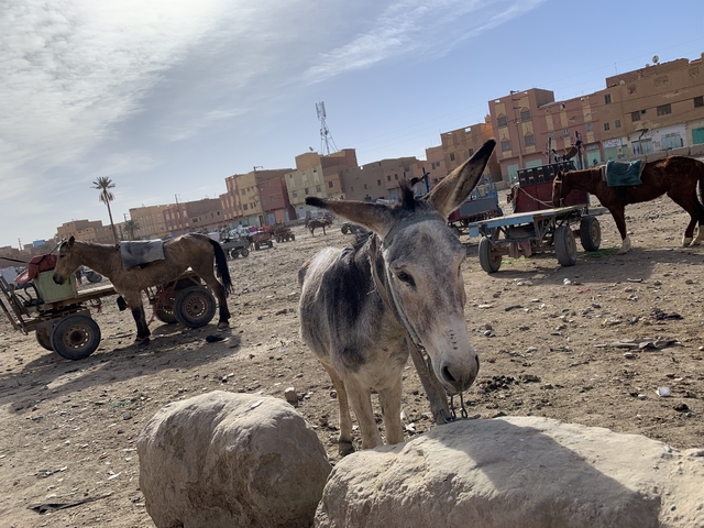       Donkey and carts in a dusty open area with buildings in the background.
  