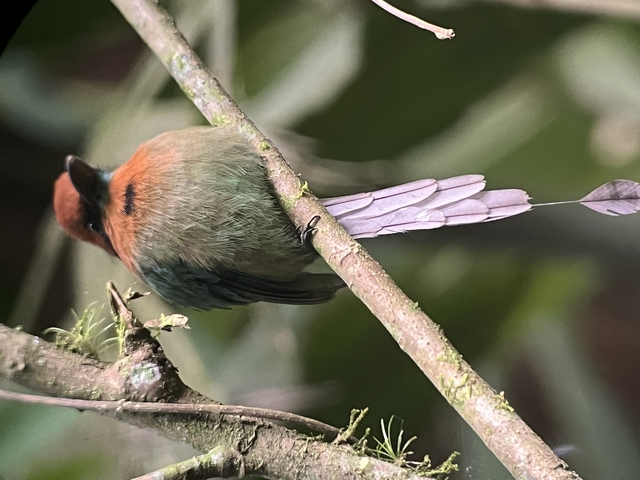 Close-up of a colorful bird perched on a branch.