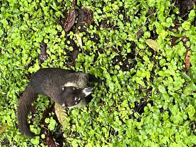 A small animal amidst green foliage.