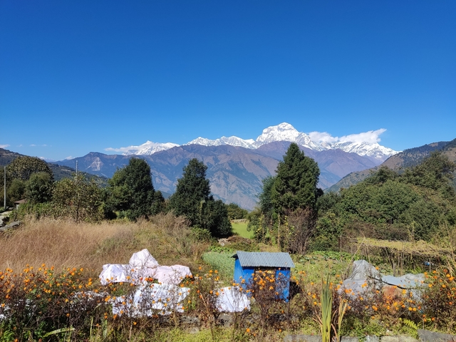       Panoramic view of a mountain range with vibrant wildflowers in the foreground.
  