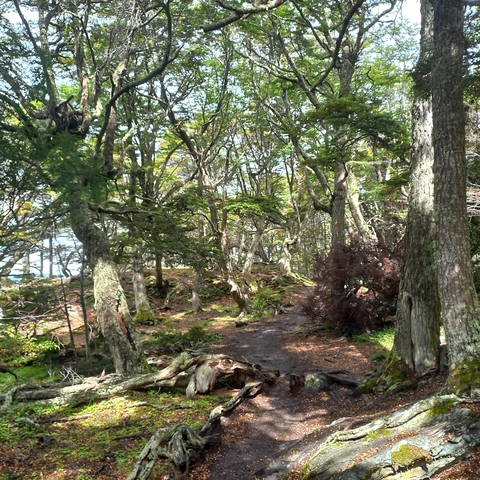       Forest trail with dense tree cover.
  