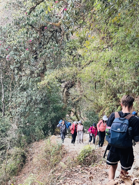 Group hiking through a forested trail.