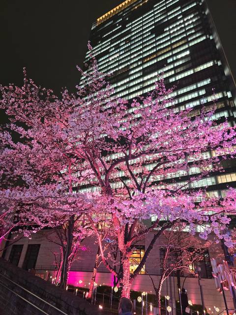 Cherry blossom trees illuminated at night beside a building.