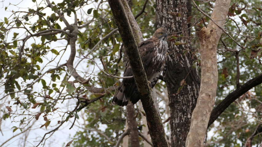 Eagle perched on a tree branch