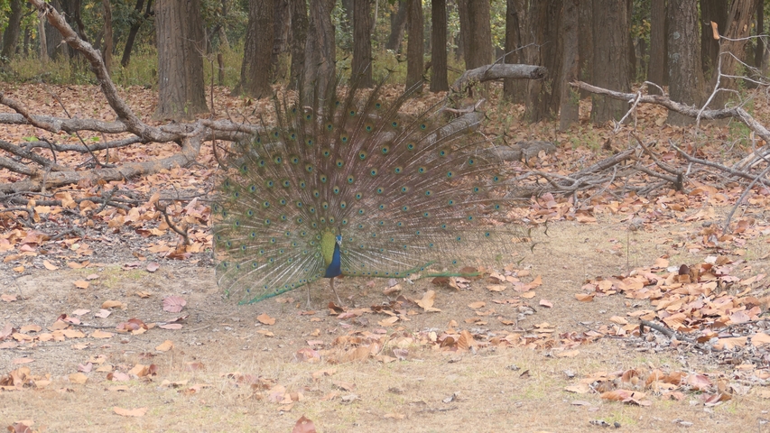 Peacock displaying its feathers