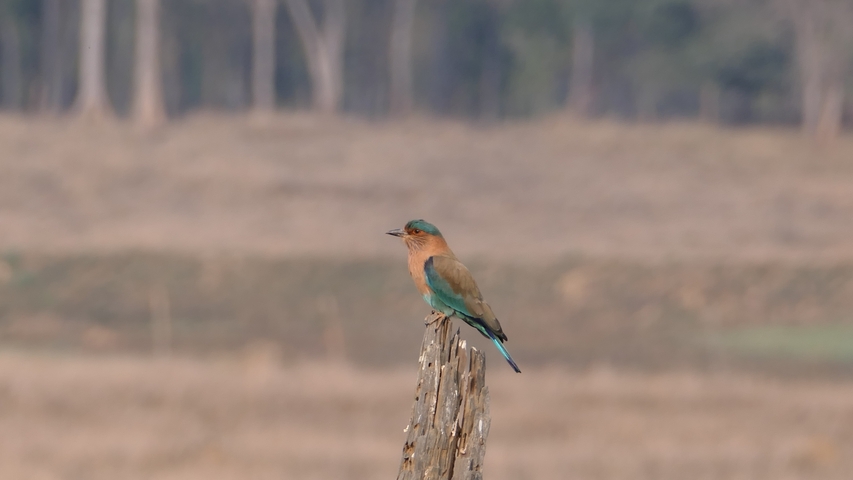 Bird perched on a post in a open field