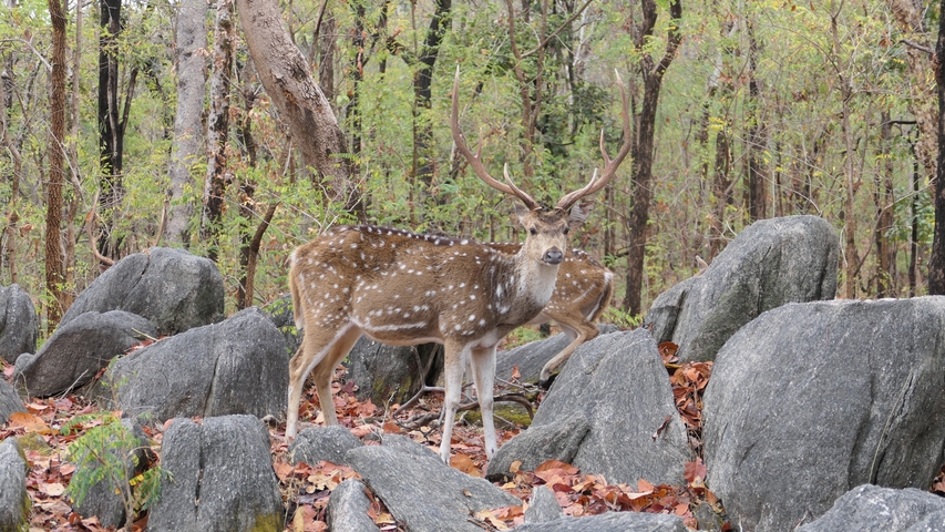 Two deers in a rocky forest