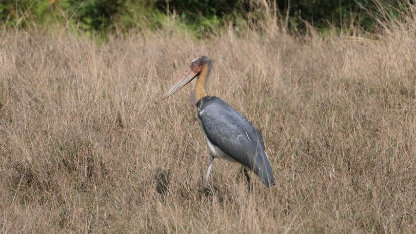 Large bird standing in tall grass