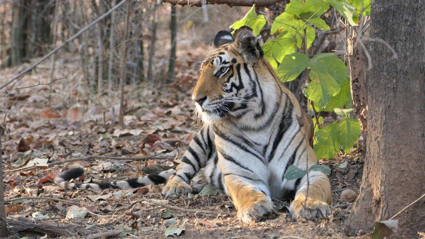 Tiger lying on forest floor