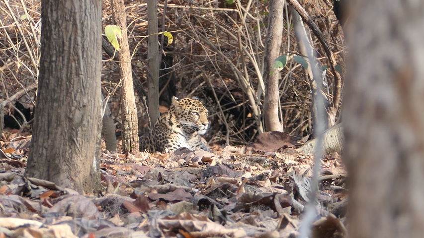 Leopard resting in a forest
