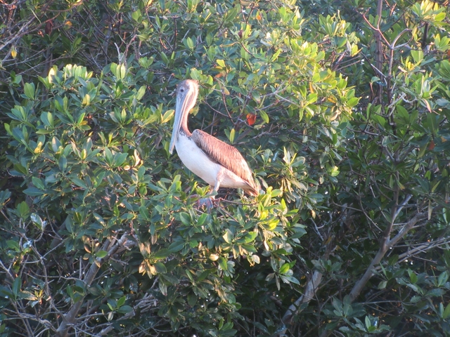 Pelican perched in foliage
