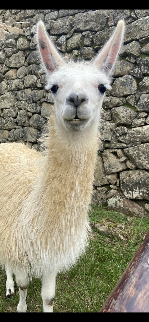 Klantbeoordelingsfoto van Huchuy Qosqo trektocht naar Machu Picchu 3D/2N 