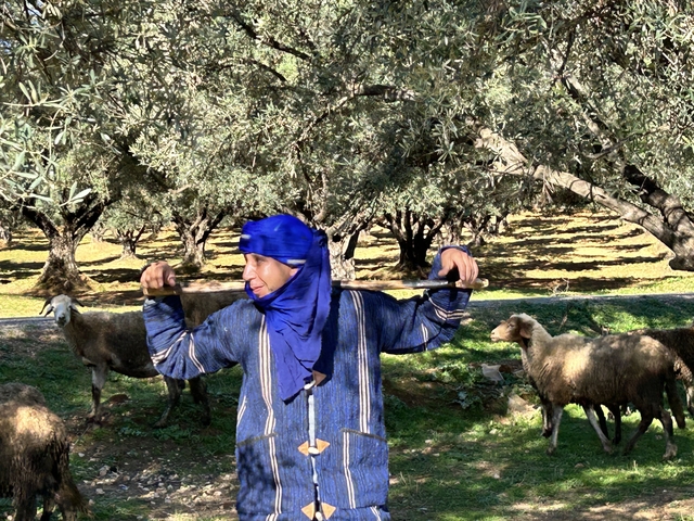 Person in traditional attire with sheep in an orchard.