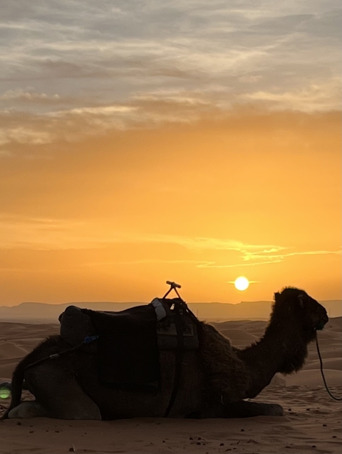       Camels resting at sunset in the desert.
  