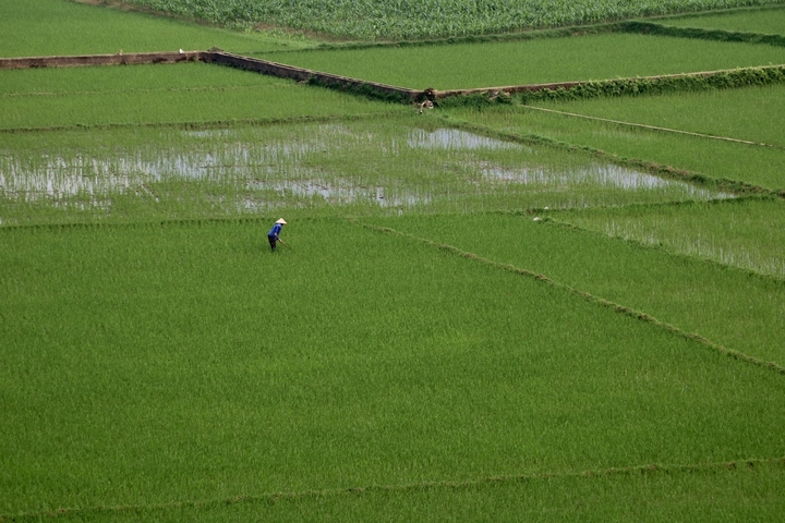       Person walking through a rice field.
  