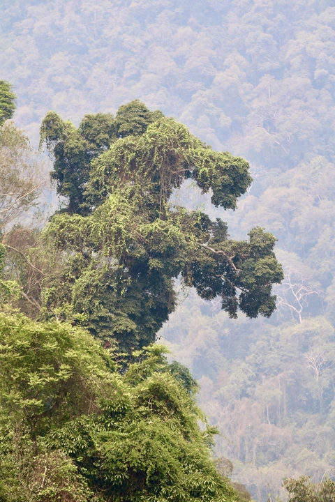       Tree with lush foliage in a misty forest.
  