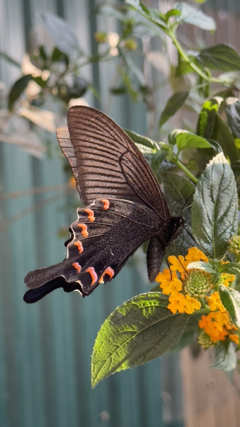       Close-up of a butterfly on flowers.
  