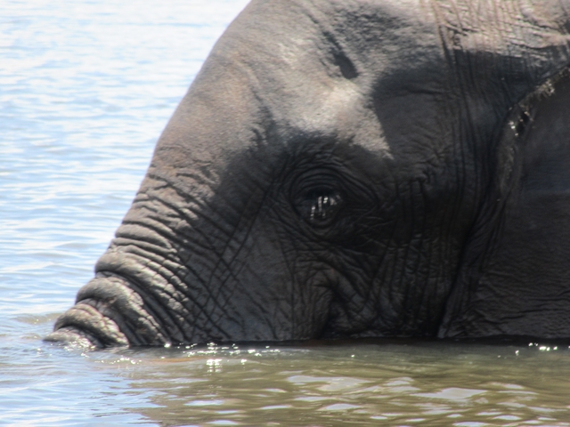 Close-up of an elephant's face partially submerged.