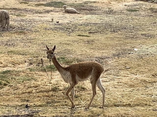       Vicuña standing on dry grassland.
  