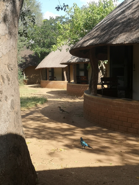       Bird walking in a traditional hut complex.
  