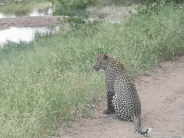       Leopard sitting by a riverbank in a grassy area.
  