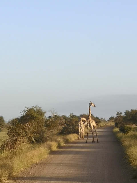       Giraffe standing in a savannah landscape.
  