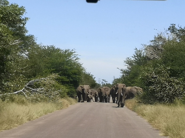       Herd of elephants walking down a road.
  