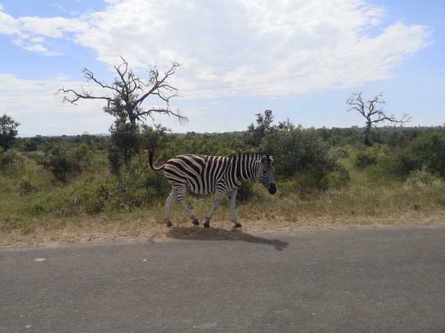       Zebra walking along a road in Kruger National Park.
  