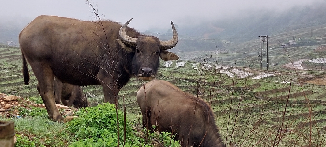 Buffaloes grazing in a terraced landscape.