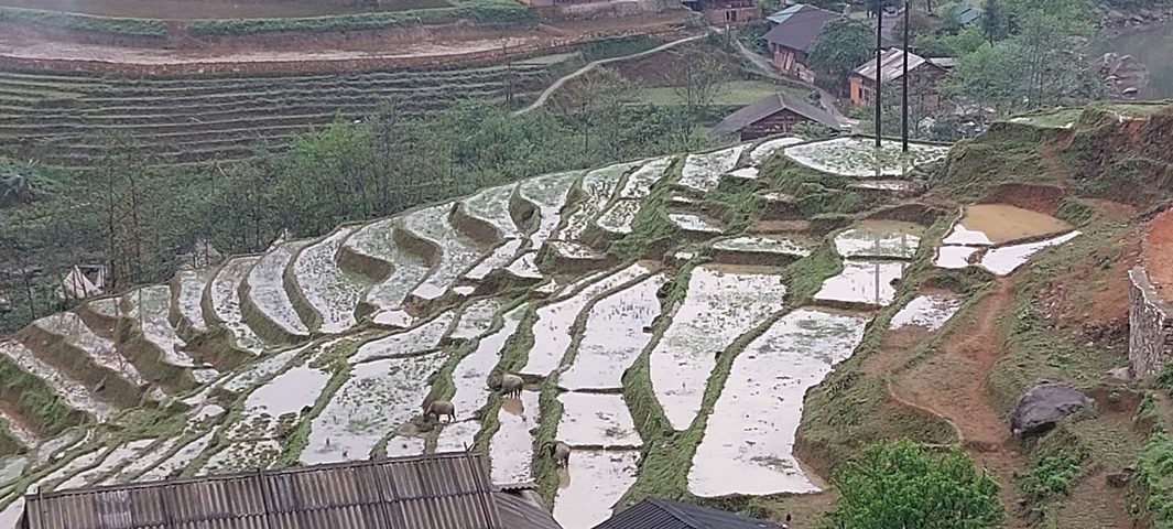 Wide view of terraced rice fields with small structures.