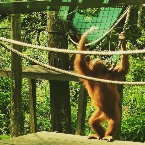       Orangutan climbing ropes in an outdoor enclosure.
  