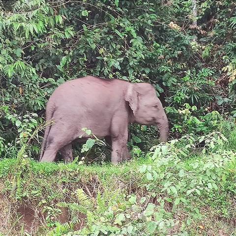       Elephant standing in a forested area with dense foliage.
  