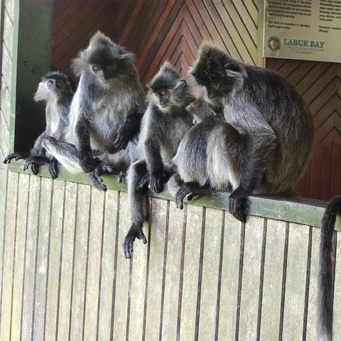       Group of monkeys sitting on a bench, looking towards the camera.
  