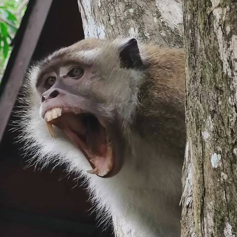       Close-up of a monkey with mouth open, showing teeth.
  