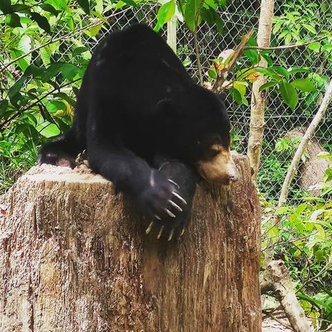       Sun bear resting on a tree stump in a nature reserve.
  