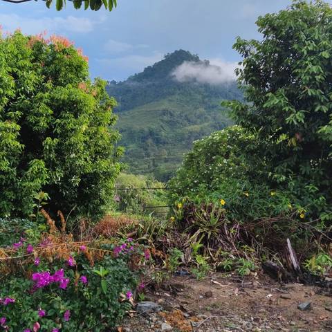       Lush vegetation with a mountainous backdrop and clear sky.
  