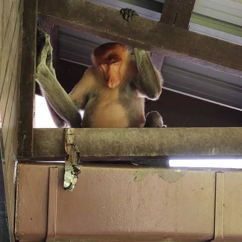       Monkey sitting atop a wooden structure, seen from below.
  