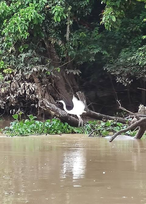       Bird standing on a submerged tree in a river.
  