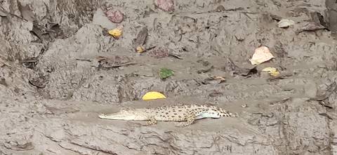       Crocodile resting on a muddy riverbank with plants around.
  
