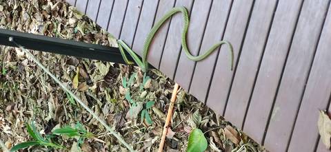       Green snake on a wooden walkway amidst dry leaves.
  