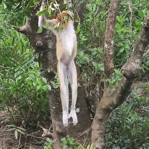       Monkeys sitting on a tree branch in a dense forest.
  