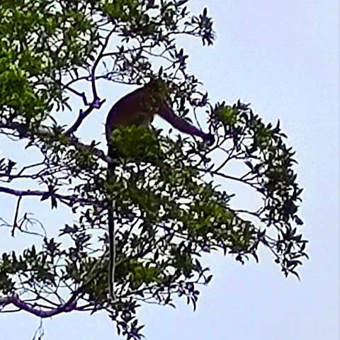       Klantbeoordelingsfoto van Klassiek Borneo 
  