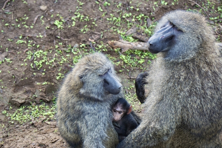 Family of baboons with baby sitting on the ground.