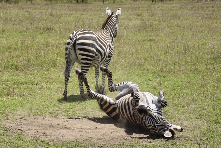Two zebras, one lying on the ground, in a grassland area.