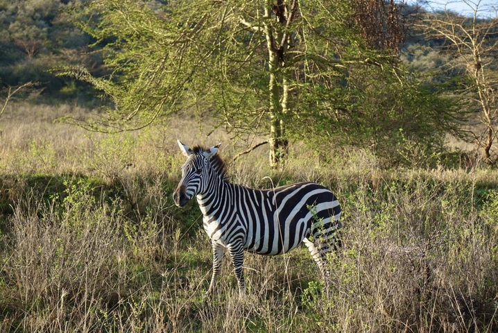 Zebra standing in the grass with trees around.