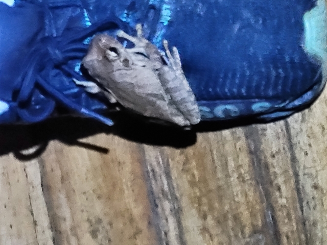 Close-up of a frog on a shoe.