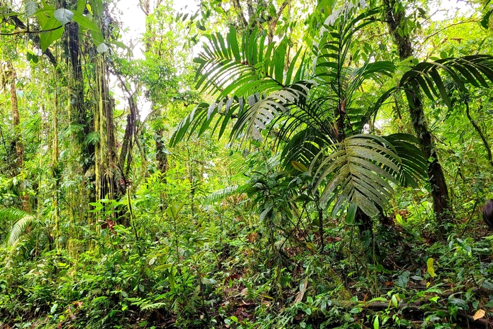Lush green tropical forest.
