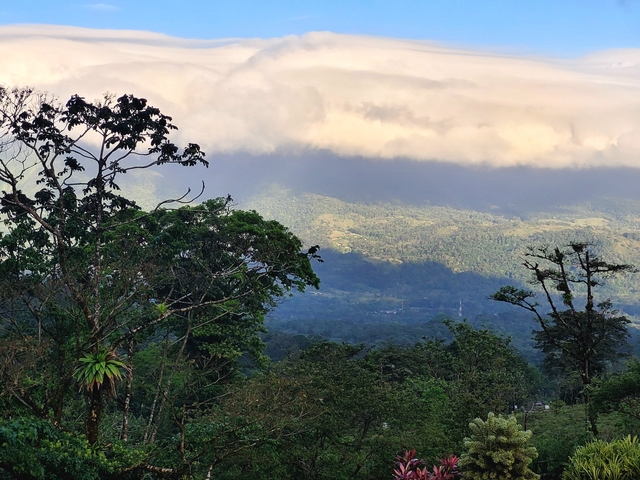 Dense vegetation with mountains in the background.