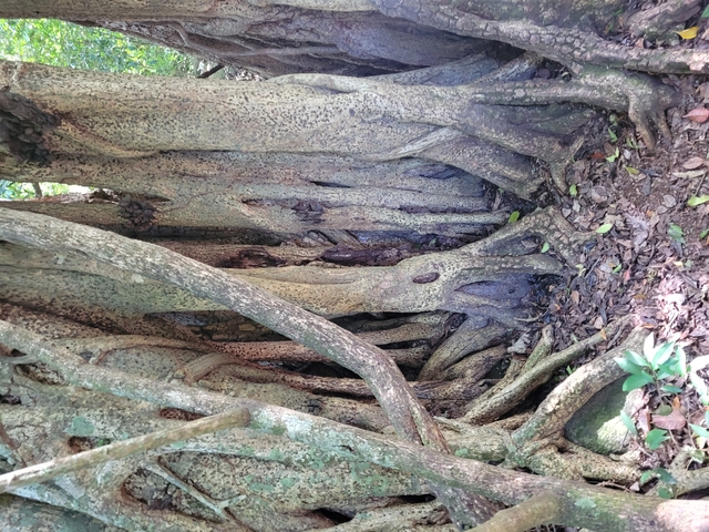 Tangled tree roots in a jungle setting.